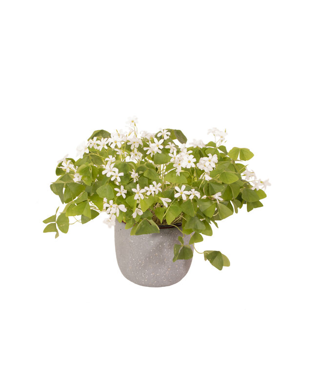 Oxalis verte 6 pouces