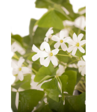 Oxalis verte 6 pouces