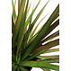 Dracaena marginata 6 po