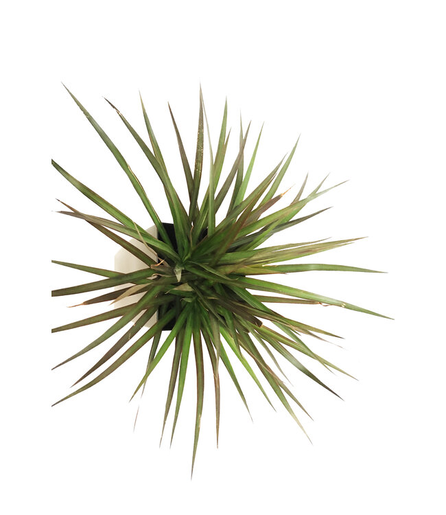 Dracaena marginata 6 po