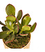 Crassula New Sunset 3,5 po