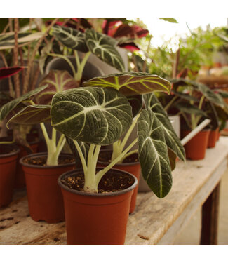 Alocasia ''Black Velvet'' 4 po