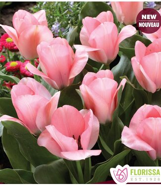 Tulipe Sweet Sixteen (paquet de 6 bulbes)