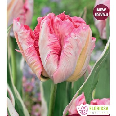 Tulipe Perroquet Elsenburg (paquet de 6 bulbes)