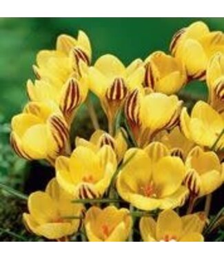 Crocus Early Gold (paquet de 20 bulbes)
