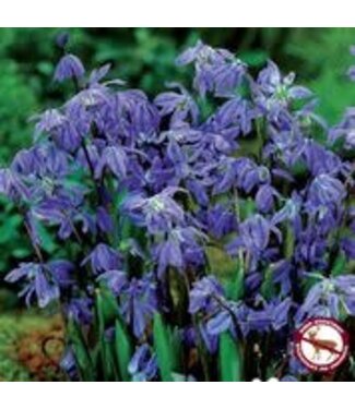 Scilla Siberica (paquet de 10 bulbes)