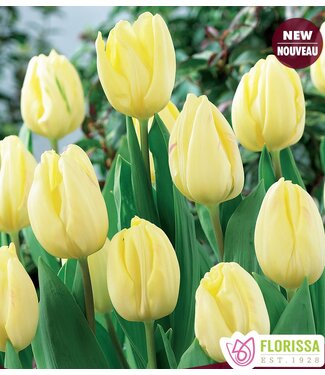 Tulipes Cream Flag (paquet de 6 bulbes)