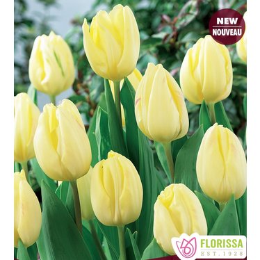 Tulipe Cream Flag (paquet de 6 bulbes)