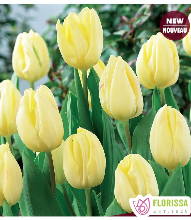 Tulipe Cream Flag (paquet de 6 bulbes)
