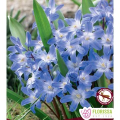 Chionodoxa Glory of the snow (paquet de 10 bulbes)