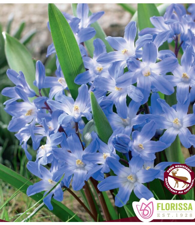 Chionodoxa Glory of the snow (paquet de 10 bulbes)