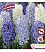 Jacinthe Sea Breeze (paquet de 8 bulbes)