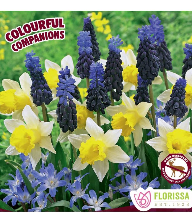 Trio de bulbes Spring Cheer 36 unités