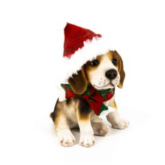 Beagle avec tuque et foulard