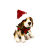 Beagle avec tuque et foulard