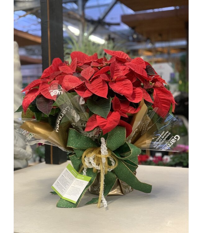 Poinsettia Fondation CLSC