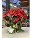 COUP DE COEUR!  Poinsettia | Fleurs de coeur au profit de la Fondation CLSC