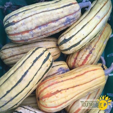 Ferme Tournesol Courge Delicata Zeppelin bio