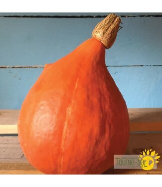 Ferme Tournesol Courge Red Kurri bio