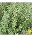 Ferme Tournesol Thym Bio