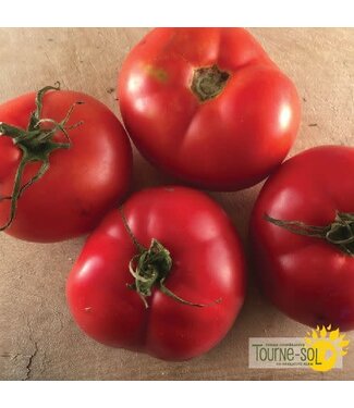 Ferme Tournesol Tomate rouge Montreal Tasty bio