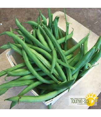 Ferme Tournesol Haricot nain vert Maxibel Bio