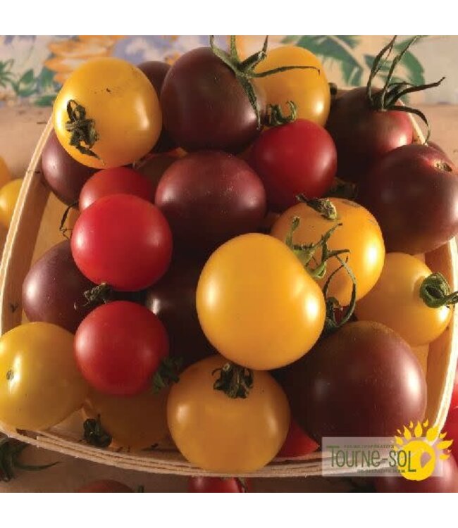 Tomate cerise Mélange bio