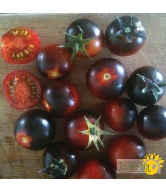 Ferme Tournesol Tomate cerise Bleue Dancing with Smurfs bio