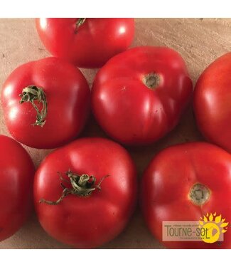 Ferme Tournesol Tomate rouge Québec *13 bio