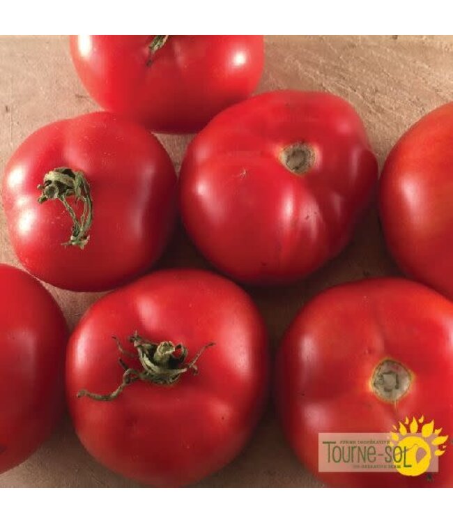 Tomate rouge Québec *13 bio