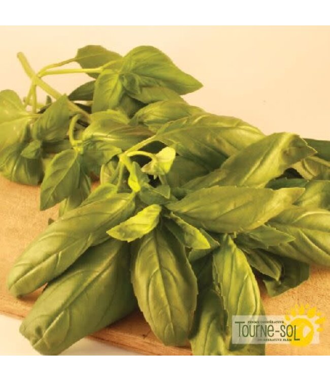 Basilic Genovese Bio