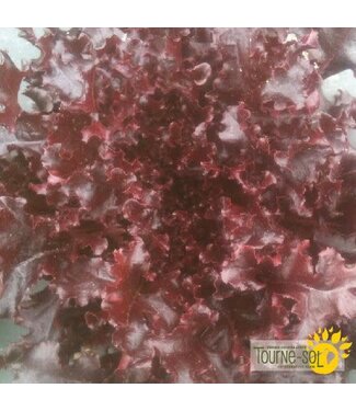 Ferme Tournesol Laitue Feuille de Chêne Red Salad Bowl Bio