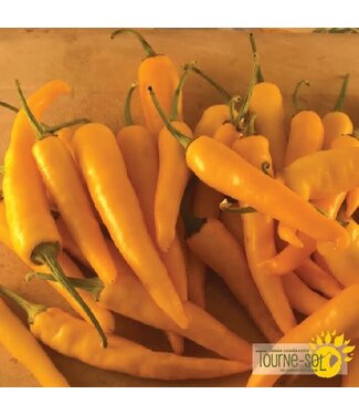 Ferme Tournesol Piment fort Ho Chi Minch