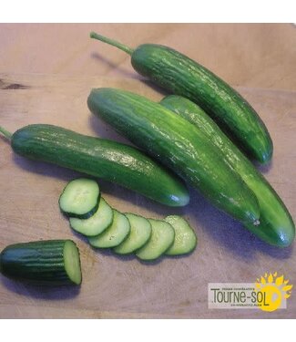 Ferme Tournesol Concombre libanais Super Zagross Bio