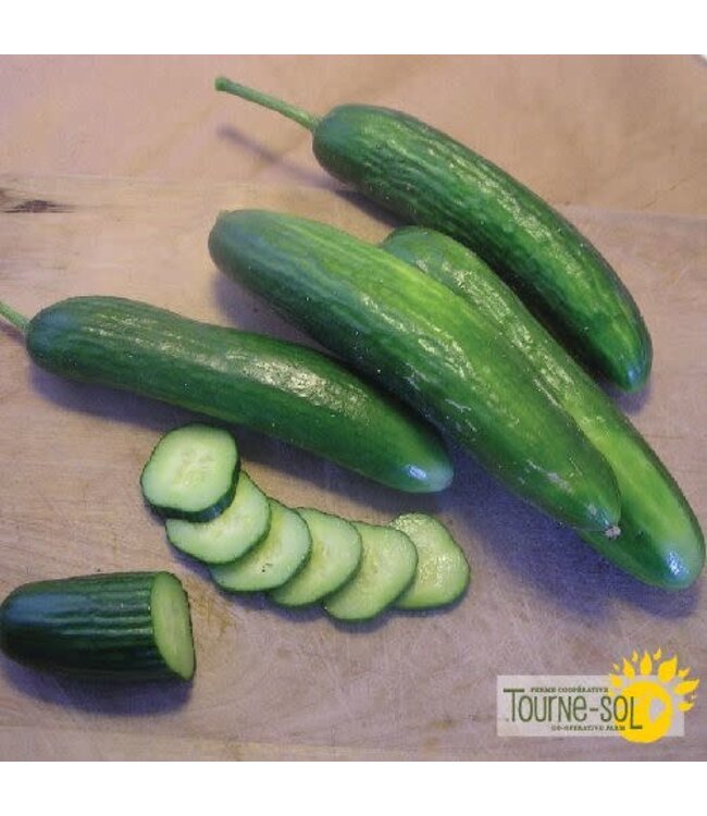 Concombre libanais Super Zagross Bio