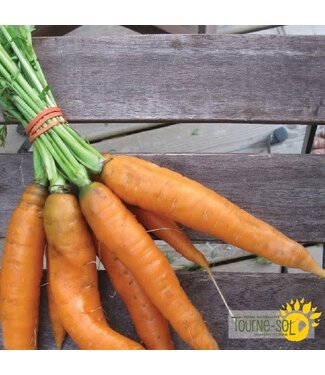 Ferme Tournesol Carotte Scarlet Nantaise Bio