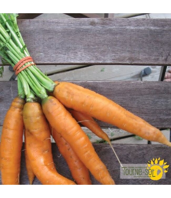 Carotte Scarlet Nantaise Bio