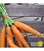 Ferme Tournesol Carotte Scarlet Nantaise Bio