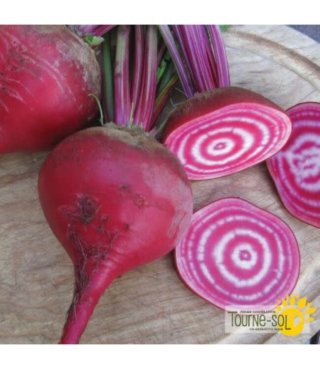 Ferme Tournesol Betterave chiogga Bio