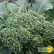 Ferme Tournesol Brocoli De Cicco bio