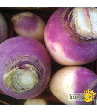 Ferme Tournesol Navet Blanc à collet violet  Bio