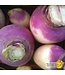 Ferme Tournesol Navet Blanc à collet violet  Bio