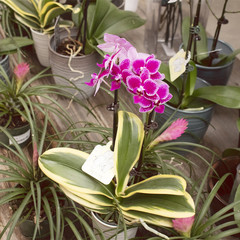 Orchidee Phalaenopsis variegata 3,5 po