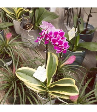 Orchidee Phalaenopsis variegata 3,5 po