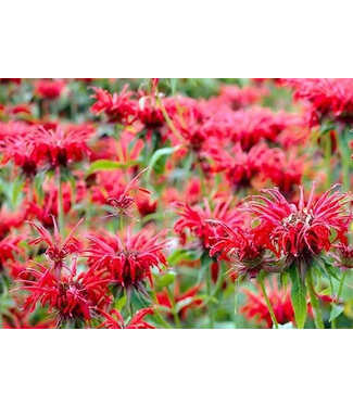 Monarde Panorama Red