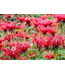 Monarde Panorama Red