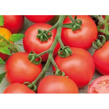 Tomate Campari II