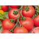 Tomate Campari II