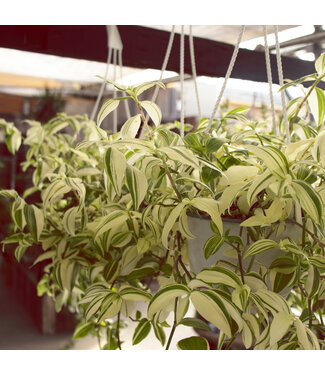 Tradescantia yellow 6 po