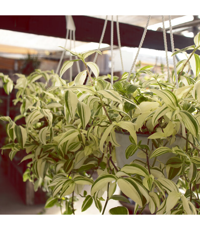 Tradescantia yellow 6 po